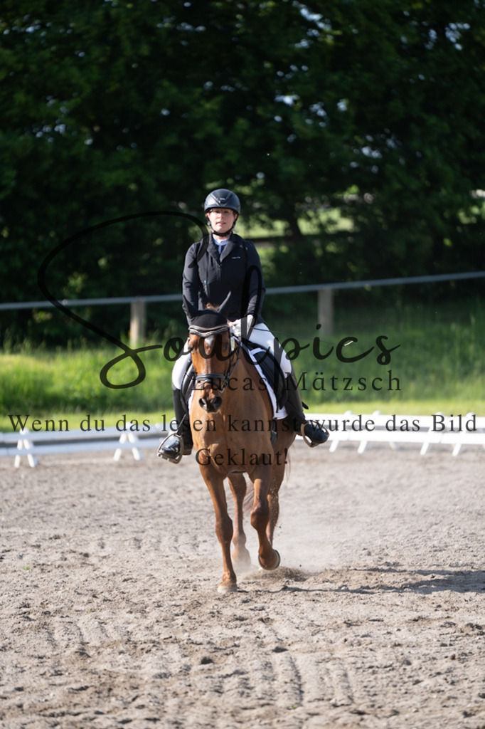 A7V02319 | Pferdefotograf