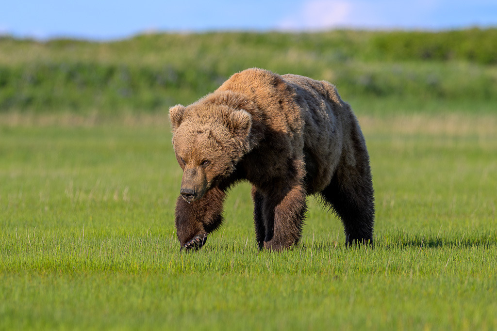 Alaska | Braunbären im Katmai National Park. - Realisiert mit Pictrs.com