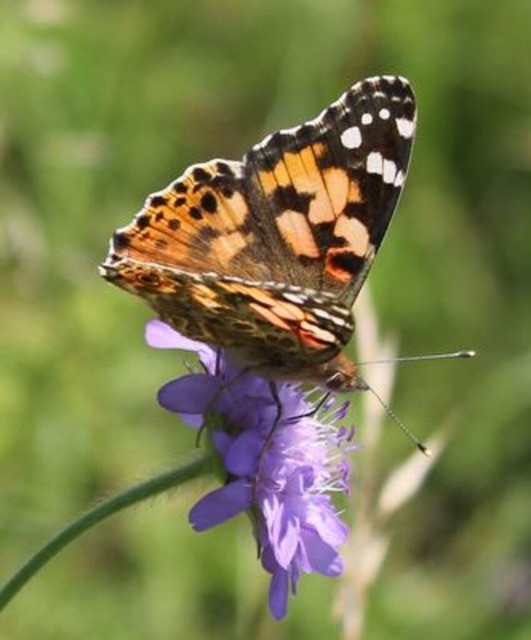 distelfalter-auf-acker-witwenblume | Verkauf von Fotos und  Videoclips zumThema Natur.Motive sind Pflanzen, Tiere, Landschaftenund Wetter - Realisiert mit Pictrs.com