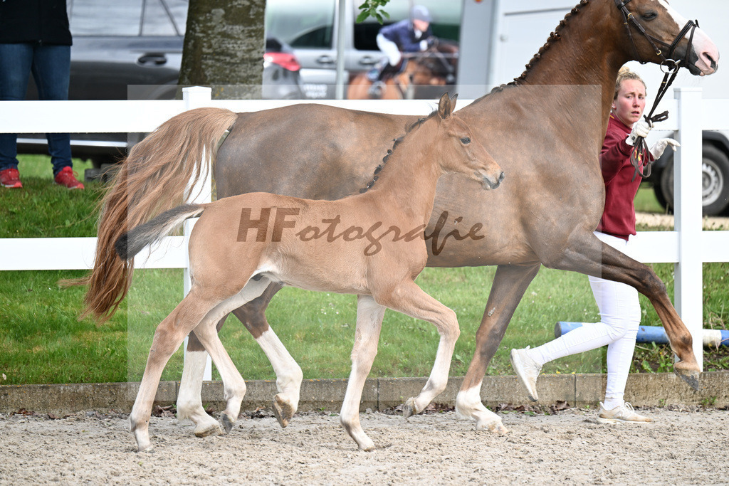 Kat-Nr. 21 HF Glamourdale x Brisbane_Tanner_23261770 | hf-fotografie - Realizzato con Pictrs.com