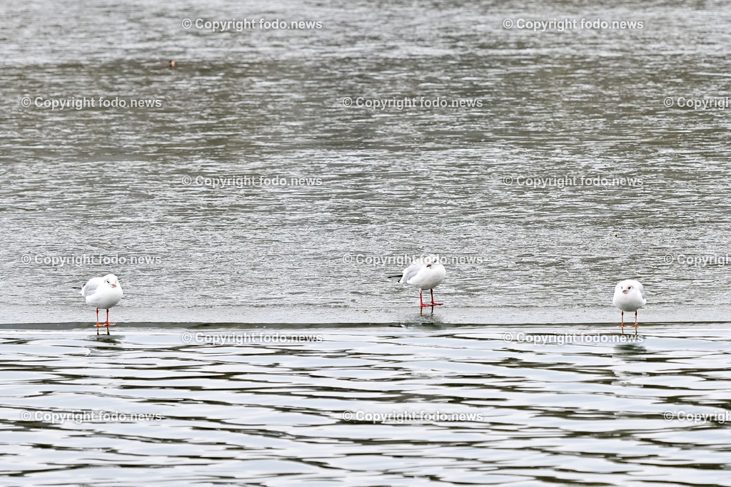 Pleschinger See_ Winter_ 13.01.2024-4 | 13.01.2024, Plesching, AUT, Pleschingersee, Winter, im Bild duenne Eisschicht, Voegel, Wasservoegel, Moewen