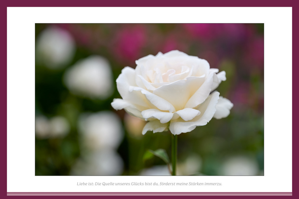 beetrose-memoire-poesie-vb | Auflösung des Originals: 10800 x 7200 px. - Realisiert mit Pictrs.com