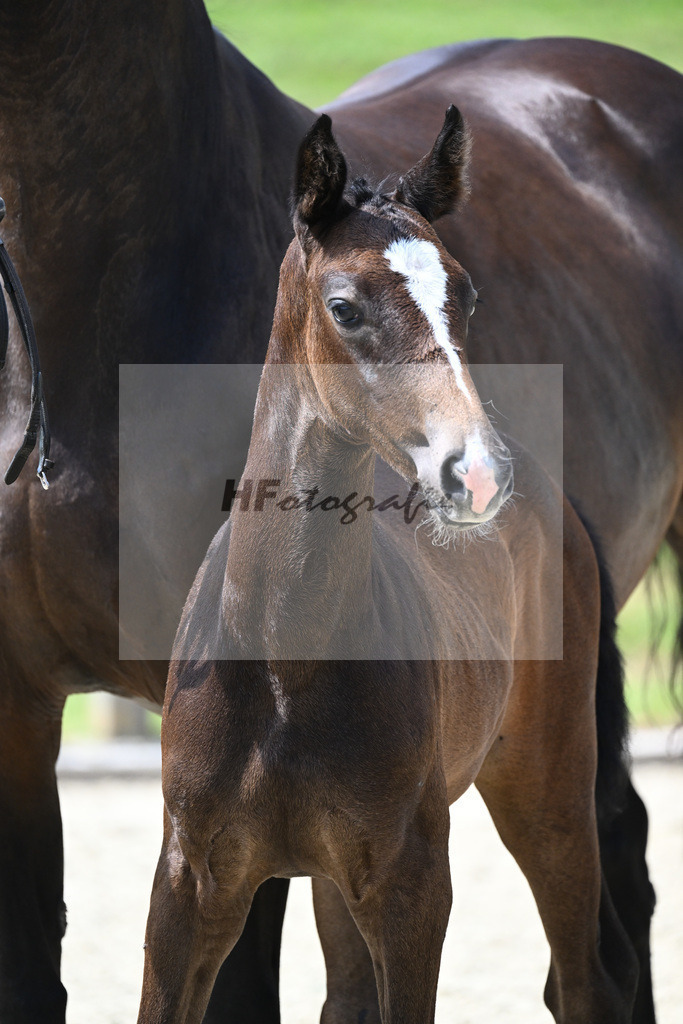Kat-Nr. 35 HF Vingino x Numero Uno_Schwaiger_28230666 | hf-fotografie - Realizzato con Pictrs.com