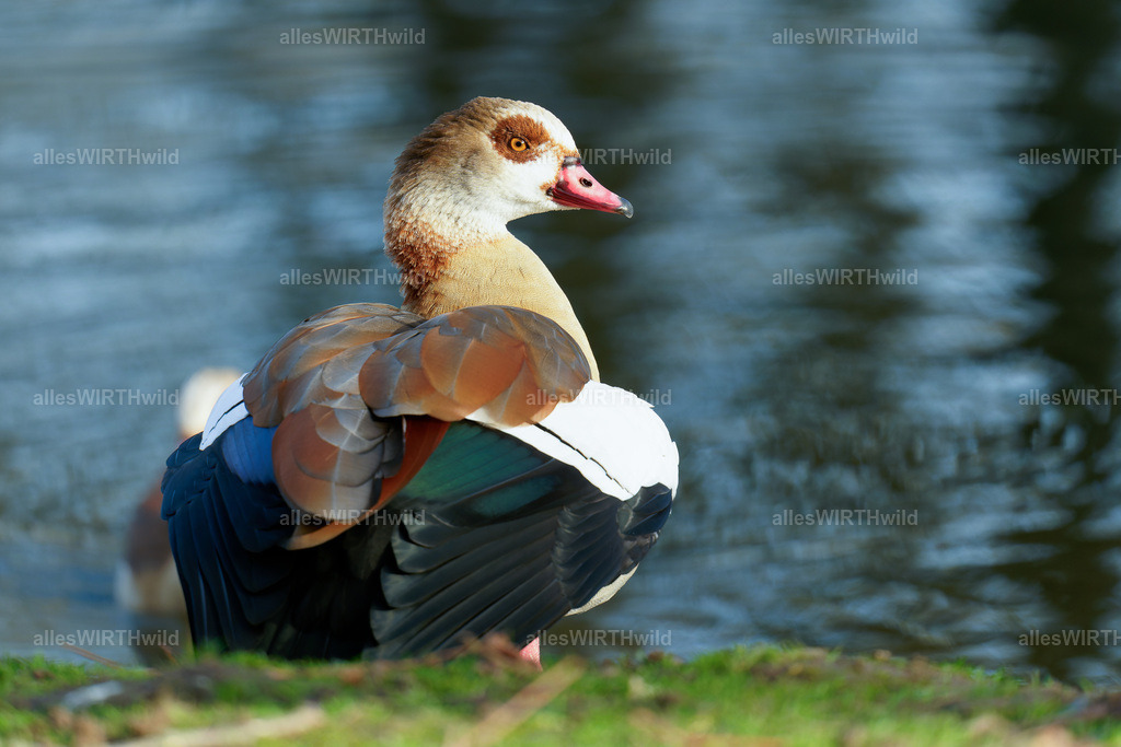 Daniel Wirth - www.allesWIRTHwild.de -7IV01221 | Entdecke die faszinierende Welt der Natur- und Wildlife-Fotografie von Daniel und Bärbel. Inspirierende Bilder von wilden Tieren und kleinen Naturwundern.
