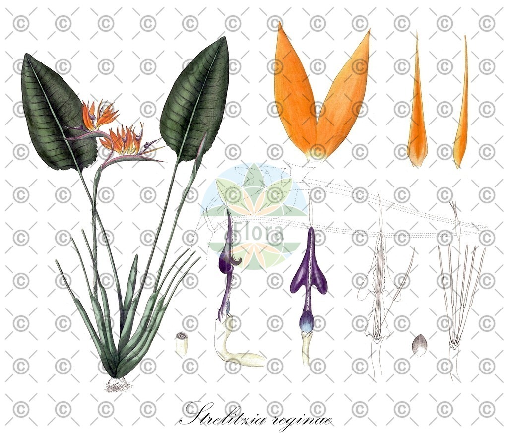 HistAbb_wfo-0001296439_1_ENZY_Simple | Historische Abbildung von Strelitzia reginae - Strelitziaceae (Paradiesvogelblume) | Historical Illustration of Strelitzia reginae - Strelitziaceae