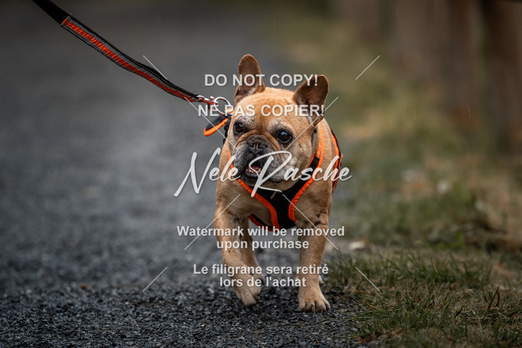 nelerasche_SaAbends_297 | nelerasche