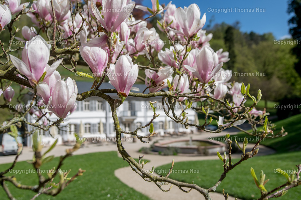 Fuerstenlager-magnolienbluete-bensheim-auerbach-staatspark-parklandschaft-sommersitz-hessische-Fuerstenfamile-Fotografie-Thomas_Neu.jpg | Blick über das historische Gebäudeensemble im Staatspark Fürstenlager in Bensheim-Auerbach, eingebettet in die frühlingshafte Landschaft der Bergstraße. Blühende Magnolien und frisches Grün rahmen die klassizistischen Gebäude, während sich im Hintergrund die bewaldeten Hänge des Odenwaldrandes erheben. Der ehemalige Sommersitz der Landgrafen von Hessen-Darmstadt zeigt sich hier in seiner ganzen landschaftlichen und architektonischen Schönheit.,Bild: Thomas Neu