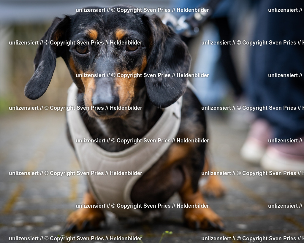 Sven Pries | 2025-04-13 - Hunderennen Baden-Baden - Realisiert mit Pictrs.com