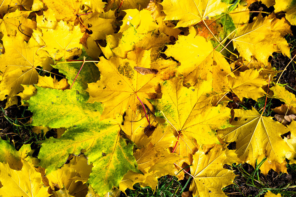 Goldener Teppich des Herbstes | Ein strahlendes Meer aus leuchtend gelben Ahornblättern bedeckt sanft den Erdboden und kündigt den Wandel der Jahreszeiten an. Vereinzelt schimmern grüne Nuancen und feine Äderungen durch, während die Blätter im warmen Herbstlicht wie pures Gold erstrahlen. Das Zusammenspiel von frischen Farbtupfern und sanfter Vergänglichkeit verleiht dem Bild eine wohlige, fast melodische Stimmung. Ein ausdrucksstarkes Detail der Natur, das die goldene Magie und die ruhige Geborgenheit des Oktober-Waldes einfängt. - Realisiert mit Pictrs.com