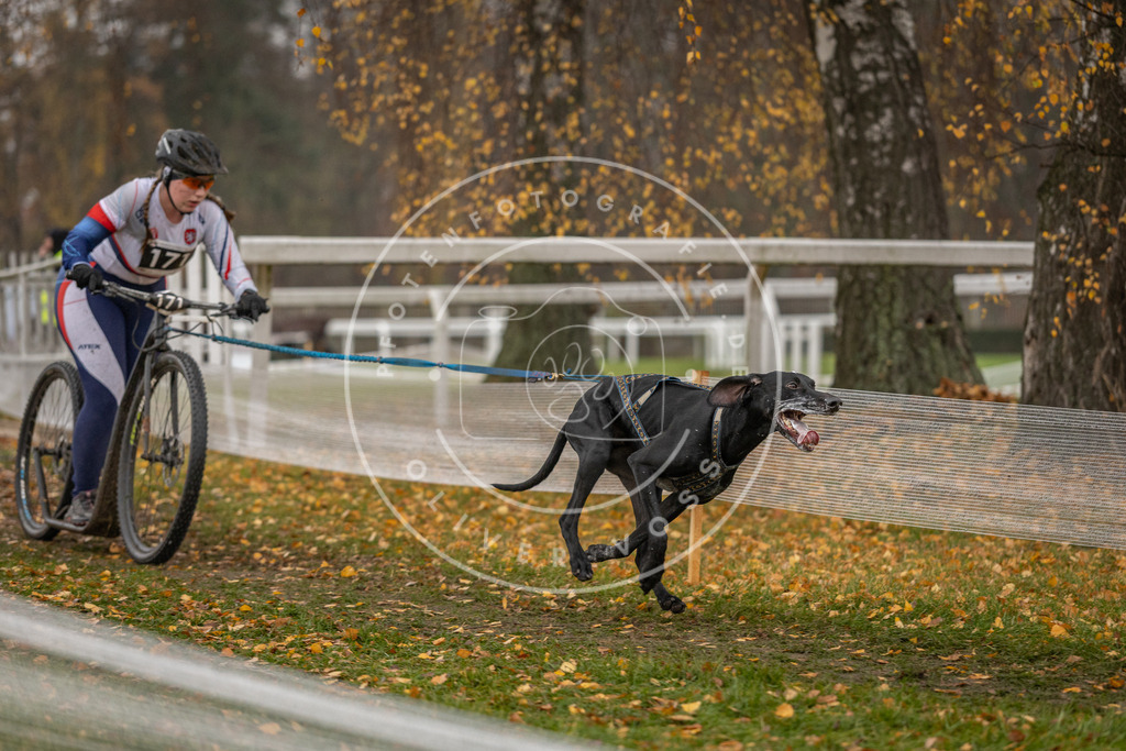 CaniXpix_DV3A8130 | Hundefotografie, Tierfotograf, Pfotenfotografie, Fotoshooting Hund, Hunde Portrait, Hundesport, Hundeportraits, Heideshooting, Hunde, Sportfotograf, Hundefotograf, Turnierhundsport, THS,  - Realisiert mit Pictrs.com