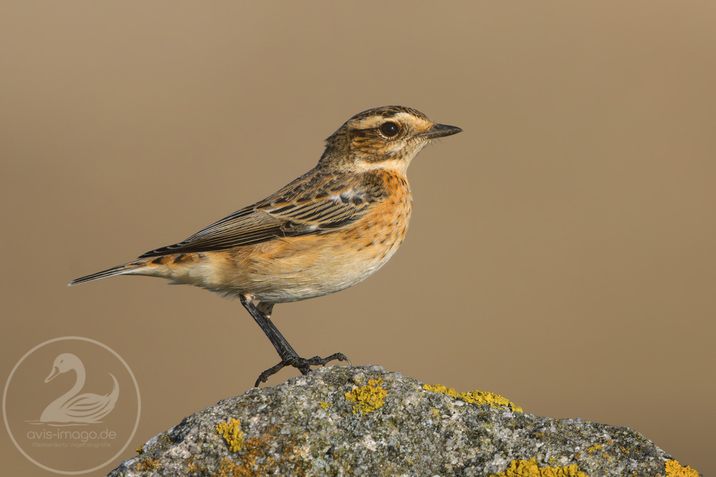 Braunkehlchen | Braunkehlchen posiert auf einem Stein - Realisiert mit Pictrs.com