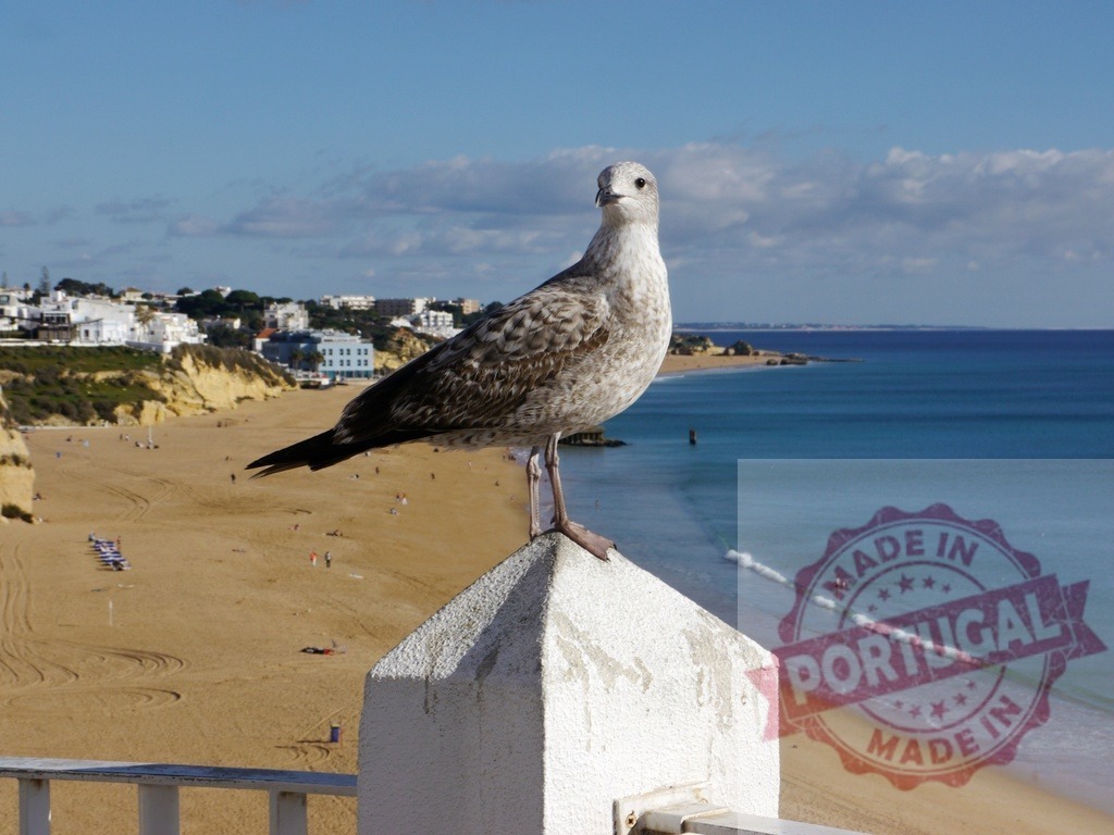 Seagull standing on wall overlooking Albufeira beach, Algarve | Seagull standing on a wall with a sandy beach and blue ocean in the background - Realisiert mit Pictrs.com