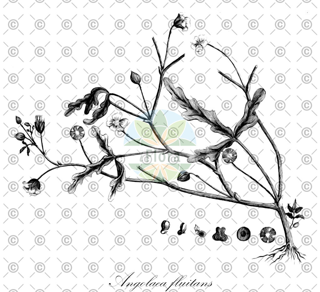 HistAbb_wfo-0000536542_441_ENZY_Simple | Historische Abbildung von Angolaea fluitans - Podostemaceae | Historical Illustration of Angolaea fluitans - Podostemaceae