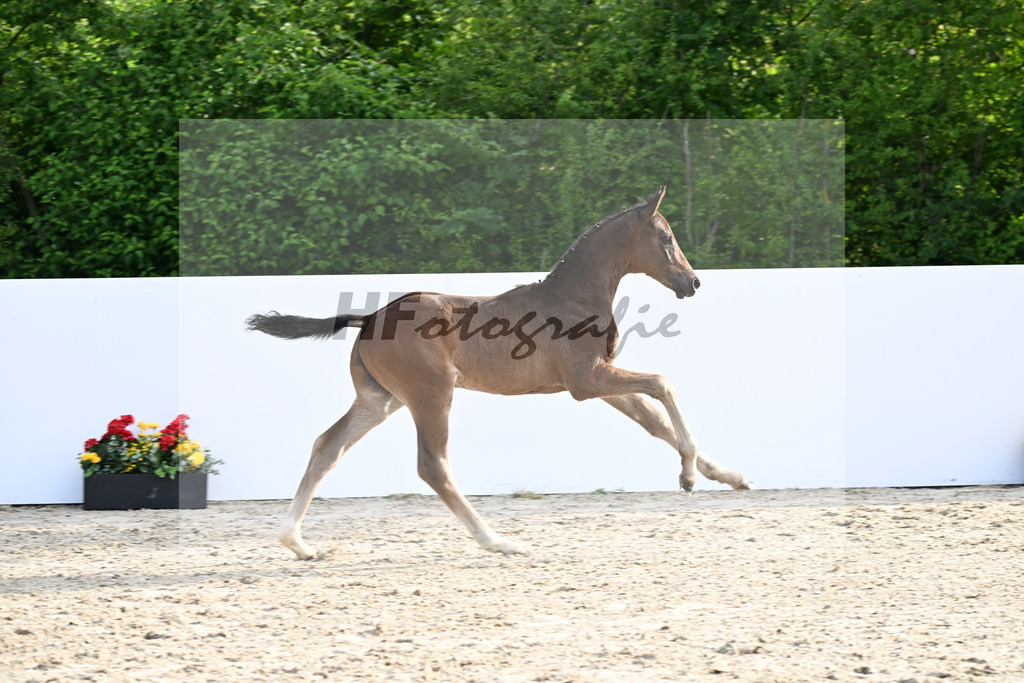 Escaneno x San Amour I_HF_Ederle_13250162 | hf-fotografie - Realizzato con Pictrs.com