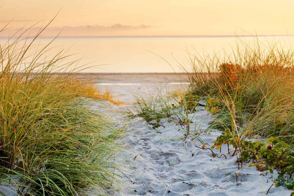 Leinwand: Strandweg  – Morgengold im Spätsommer | Dieses maritime Wandbild zeigt einen sandigen Pfad zum Strand in Kronsgaard im warmen Licht eines Spätsommermorgens. Umrahmt von hohem Gras und zarten Pflanzen führt der Weg sanft zur Ostsee, die ruhig im Hintergrund glitzert. Das goldene Licht der aufgehenden Sonne legt sich über die Szene und bringt Tiefe, Struktur und eine friedvolle Stimmung. Die Komposition vermittelt norddeutsche Landschaftsruhe und lädt zum gedanklichen Spaziergang entlang der Küste ein – ein Bild voller stiller Poesie und natürlicher Klarheit.Ideal für Räume, die Wärme, Weite und die stille Schönheit des Morgens ausstrahlen sollen. - Realisiert mit Pictrs.com