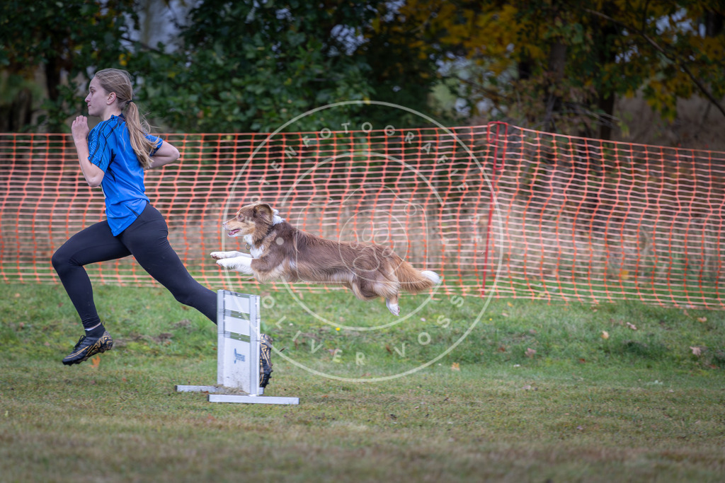 Pfotenfotografie_DV3A0419 | Hundefotografie, Tierfotograf, Pfotenfotografie, Fotoshooting Hund, Hunde Portrait, Hundesport, Hundeportraits, Heideshooting, Hunde, Sportfotograf, Hundefotograf, Turnierhundsport, THS,  - Realisiert mit Pictrs.com