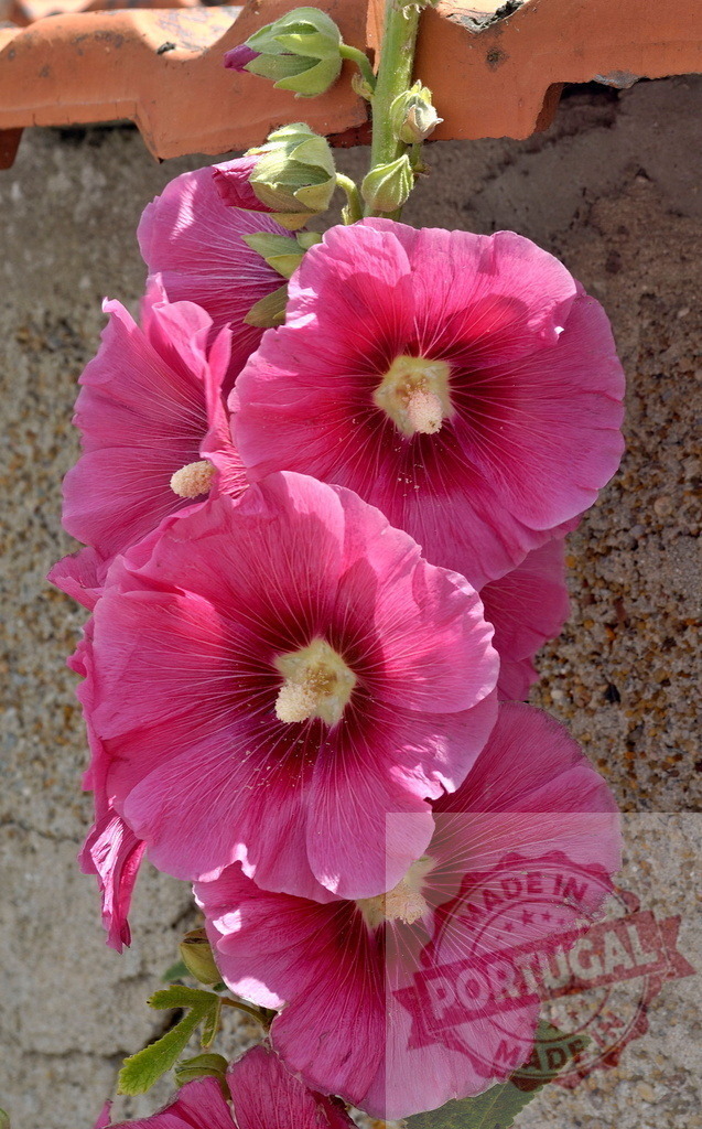 Pink hollyhock flowers growing on a wall with buds and green leaves | Pink hollyhock flowers blooming on a wall, showcasing their vibrant color and delicate petals - Realisiert mit Pictrs.com