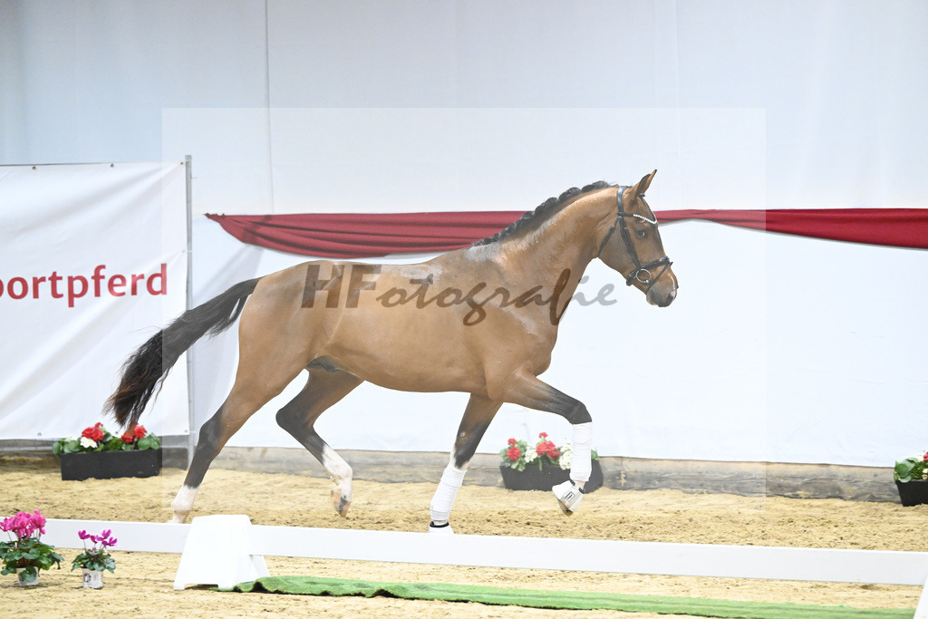 Kat-Nr. 20 v. Vaderland_Gestuet Pramwaldhof_63220589 | hf-fotografie - Realizzato con Pictrs.com