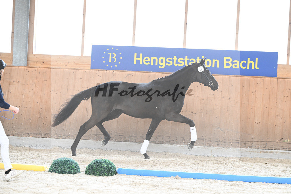 Kat-Nr. 76 Black Belinda HS v. Dancier Gold_Sommer_7241360 | hf-fotografie - Realizzato con Pictrs.com