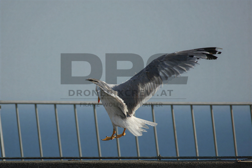 Yellow-legged Gull (Larus michahellis) | Yellow-legged Gull (Larus michahellis), a large gull species commonly found along Mediterranean coasts, rocky shorelines, harbours and coastal areas. - Realisiert mit Pictrs.com
