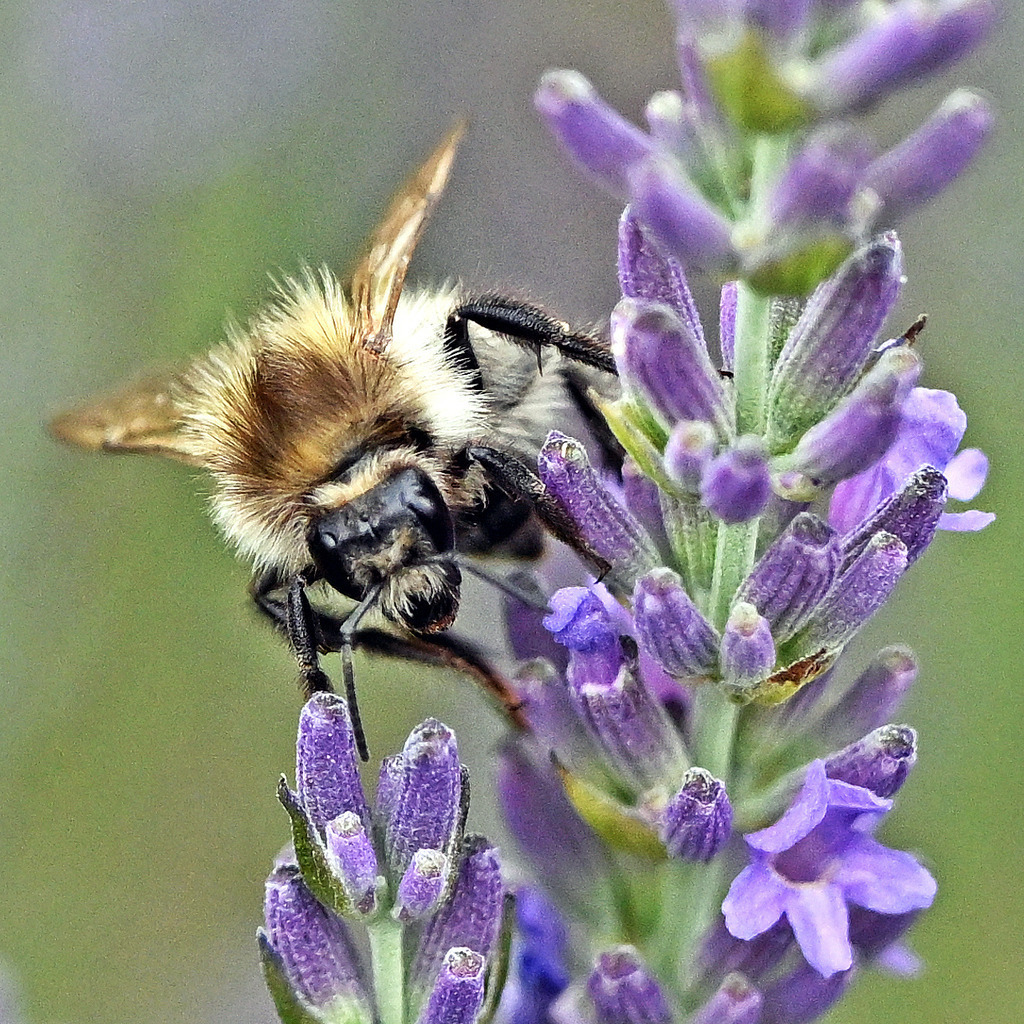Gartenhummel03q | lucisnaturbilder - Realisiert mit Pictrs.com