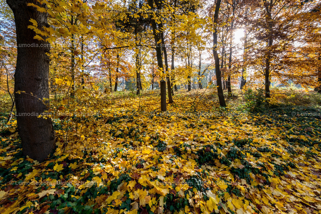 10049-4589 - Landschaftspark Degenershausen | Stockfoto und Bilderpool mit Bildmaterial aus Deutschland, dem Harz, Halberstadt, Quedlinburg, Wernigerode und weltweit. Qualitativ hochwertige und professionelle Fotos anschauen und kaufen. - Realisiert mit Pictrs.com