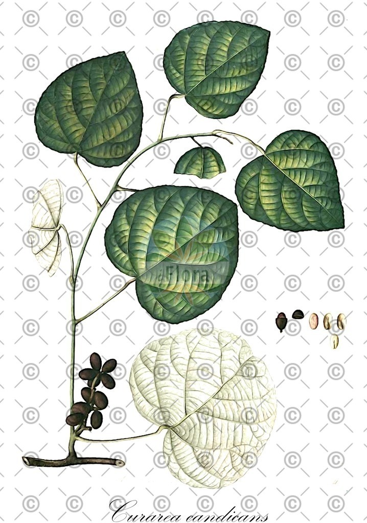 HistAbb_wfo-0000764802_1_ENZY_Simple | Historische Abbildung von Curarea candicans - Menispermaceae | Historical Illustration of Curarea candicans - Menispermaceae