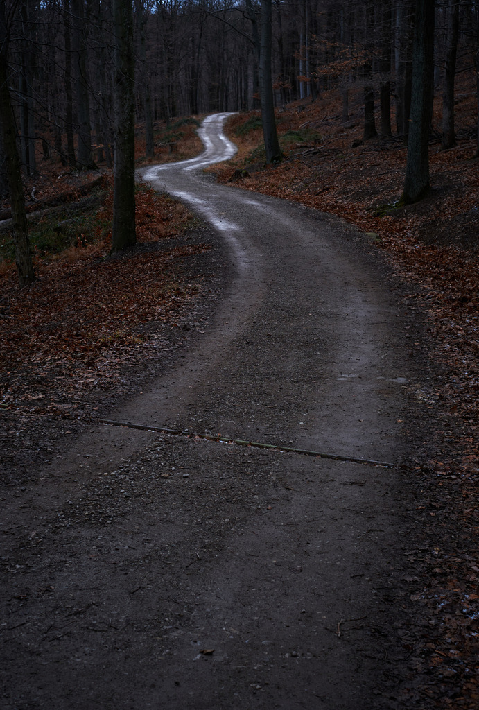 Kurviger Weg durch einen kahlen finsteren Wald | Wien, Austria - January 06, 2022: Kurviger Weg durch einen kahlen finsteren Wald. - Realisiert mit Pictrs.com