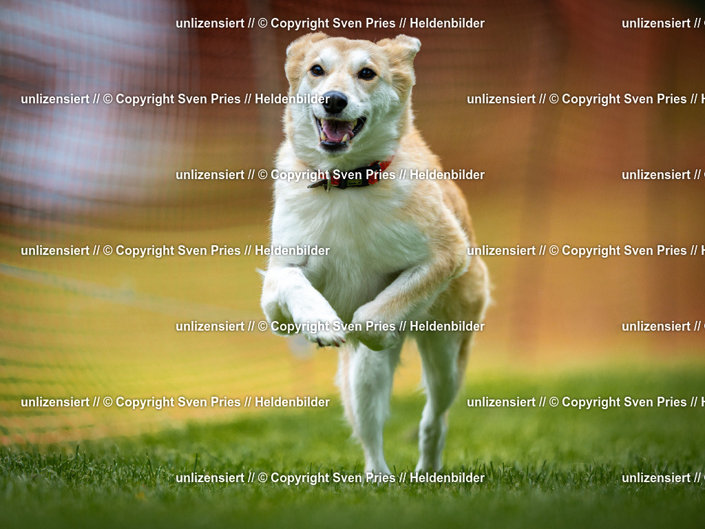 Sven Pries | 2025-09-21 - Hunderennen Baden-Oos - Realisiert mit Pictrs.com