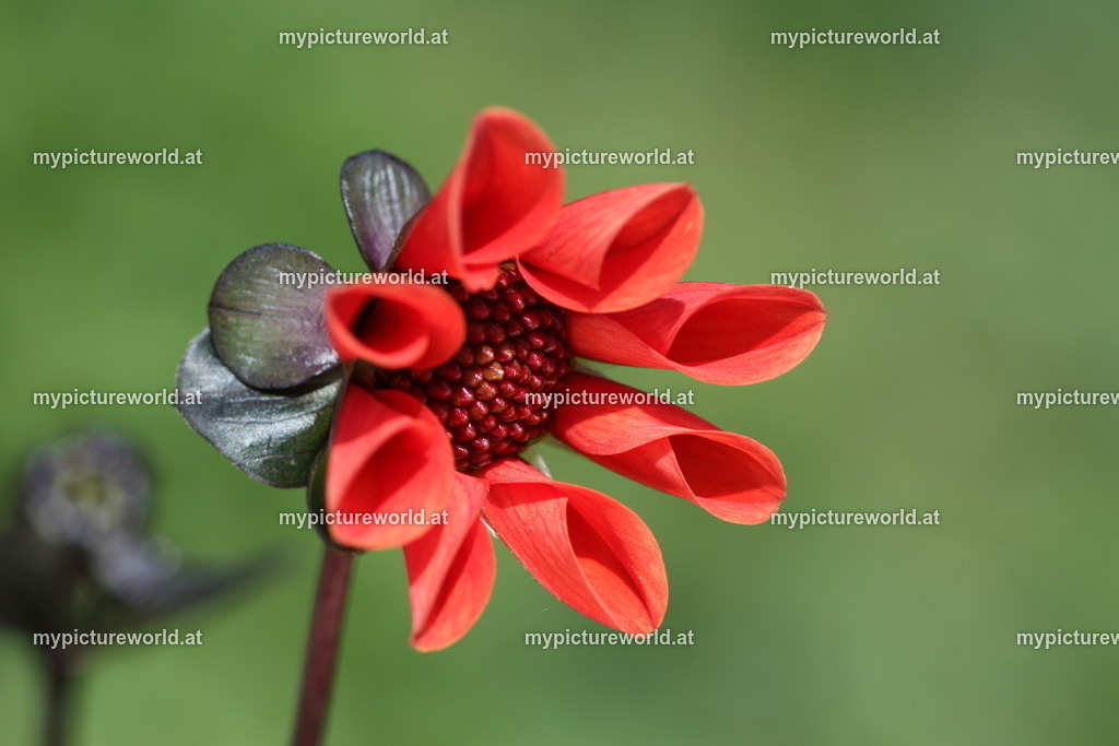 Dahlie-004 | Das Bilderarchiv über Tiere, Planzen und Landschaften. In der Bilddatenbank finden Sie ein große Auswahl an hochwertigen Bilder für Ihre Werbung - Realisiert mit Pictrs.com