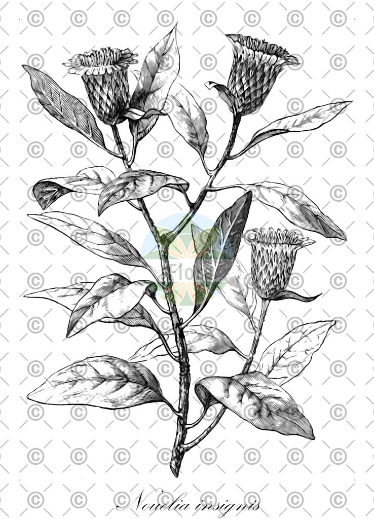 HistAbb_wfo-0001040590_1_ENZY_Simple | Historische Abbildung von Nouelia insignis - Asteraceae | Historical Illustration of Nouelia insignis - Asteraceae