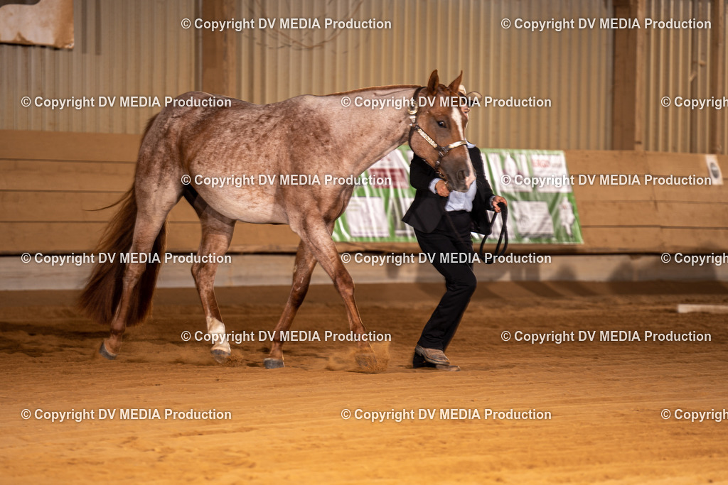 NID00020 | dv-media-shop - Realisiert mit Pictrs.com