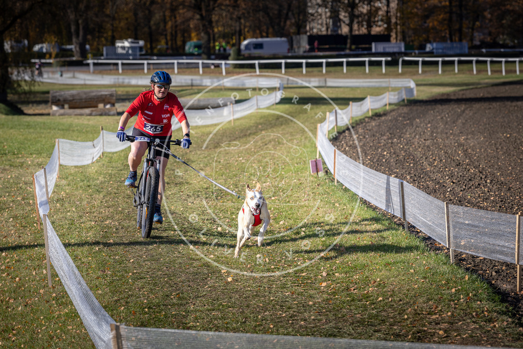 CaniXpix_DV3A5014 | Hundefotografie, Tierfotograf, Pfotenfotografie, Fotoshooting Hund, Hunde Portrait, Hundesport, Hundeportraits, Heideshooting, Hunde, Sportfotograf, Hundefotograf, Turnierhundsport, THS,  - Realisiert mit Pictrs.com