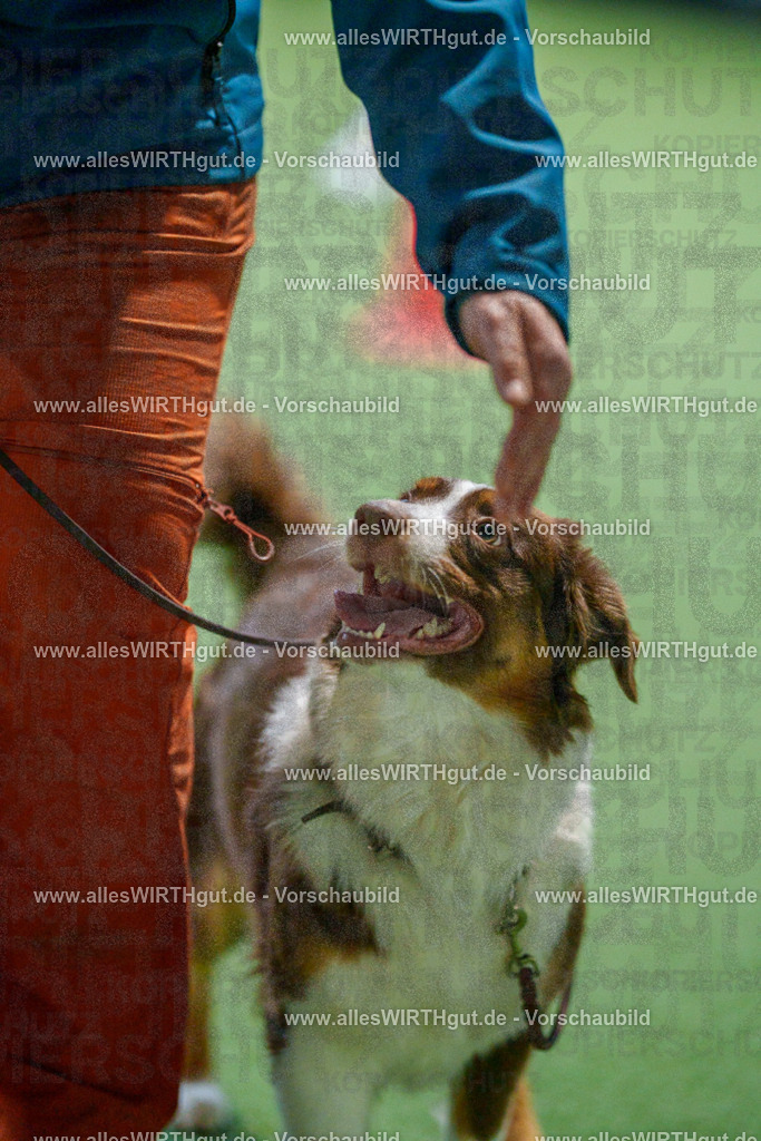 7R502933 | Professionelle Tierfotografie in Mönchengladbach von Daniel Wirth (allesWIRTHgut). Liebevolle & natürliche Bilder von Hunden & Katzen für unvergessliche Erinnerungen.