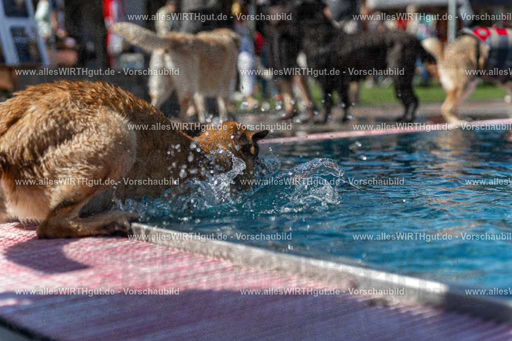 Hundeschwimmen_Volksbad_2026-allesWIRTHgut_Tierfotografie-2609061200-111027-7R500072 | Professionelle Tierfotografie in Mönchengladbach von Daniel Wirth (allesWIRTHgut). Liebevolle & natürliche Bilder von Hunden & Katzen für unvergessliche Erinnerungen.