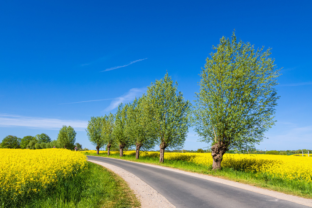Straße mit Bäumen an einem blühendem Rapsfeld bei Sildemow | Straße mit Bäumen an einem blühendem Rapsfeld bei Sildemow.