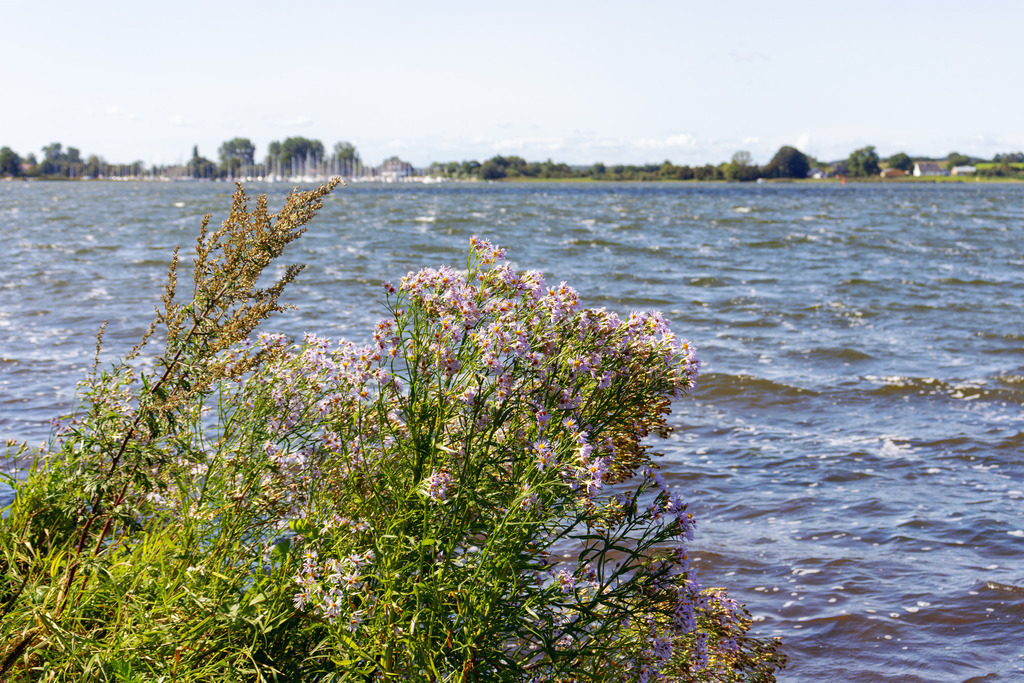 Wandbild: Sommerblüten an der Schlei – Farbenfrohe Küstenidylle | Ein harmonisches Naturmotiv voller sommerlicher Leichtigkeit – dieses Wandbild zeigt blühende Blumen am Ufer der Schlei in Kopperby. Die sanften Farben und die ruhige Wasserfläche im Hintergrund verleihen der Szene eine entspannte und offene Wirkung. Perfekt für eine stilvolle Raumgestaltung, die die Schönheit der Natur einfängt. - Realisiert mit Pictrs.com