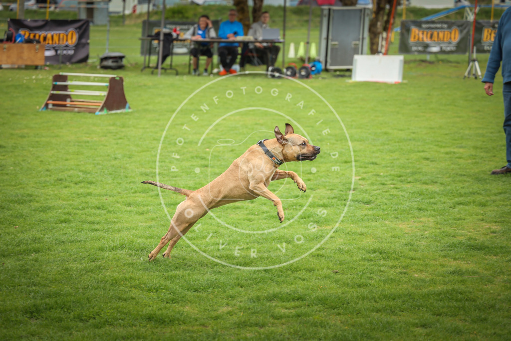 Pfotenfotografie_0L8A9489 | Hundefotografie, Tierfotograf, Pfotenfotografie, Fotoshooting Hund, Hunde Portrait, Hundesport, Hundeportraits, Heideshooting, Hunde, Sportfotograf, Hundefotograf, Turnierhundsport, THS,  - Realisiert mit Pictrs.com
