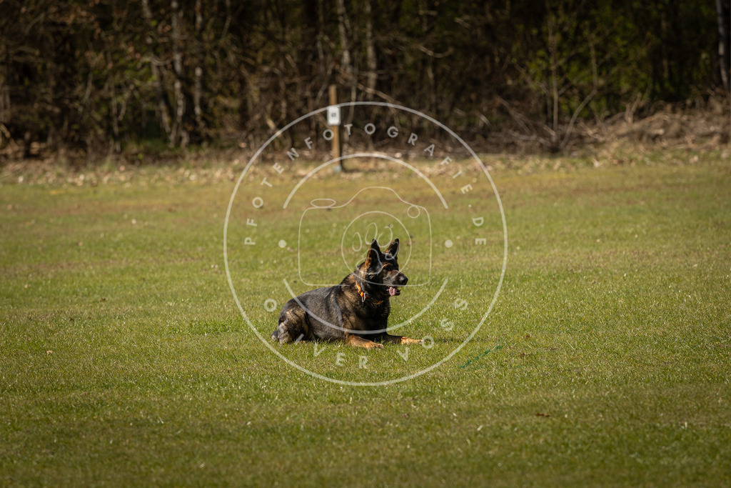 Pfotenfotografie_DV3A0830 | Hundefotografie, Tierfotograf, Pfotenfotografie, Fotoshooting Hund, Hunde Portrait, Hundesport, Hundeportraits, Heideshooting, Hunde, Sportfotograf, Hundefotograf, Turnierhundsport, THS,  - Realisiert mit Pictrs.com