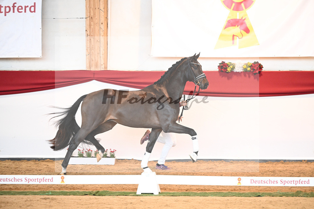 Kat-Nr. 51 Va Bene x Dante Weltino_Bergmann_43230699 | hf-fotografie - Realisiert mit Pictrs.com