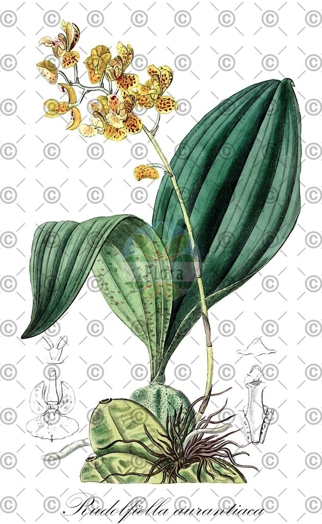 HistAbb_wfo-0001354440_1_ENZY_Simple | Historische Abbildung von Rudolfiella aurantiaca - Orchidaceae | Historical Illustration of Rudolfiella aurantiaca - Orchidaceae