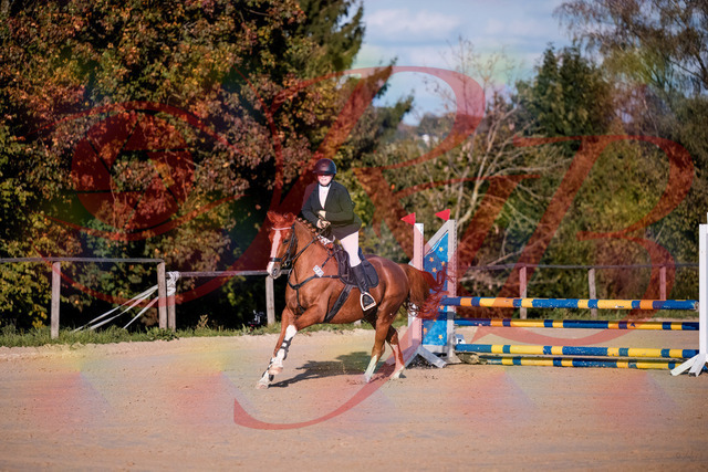 2026_10_03_Siefer-Hof_171734_Z81_15558495 | Professionelle Reitsport-, Turnier- und Eventfotografie von Robert Broda. Galerien mit ausgewählten und bearbeiteten Bildern direkt online ansehen und bestellen.