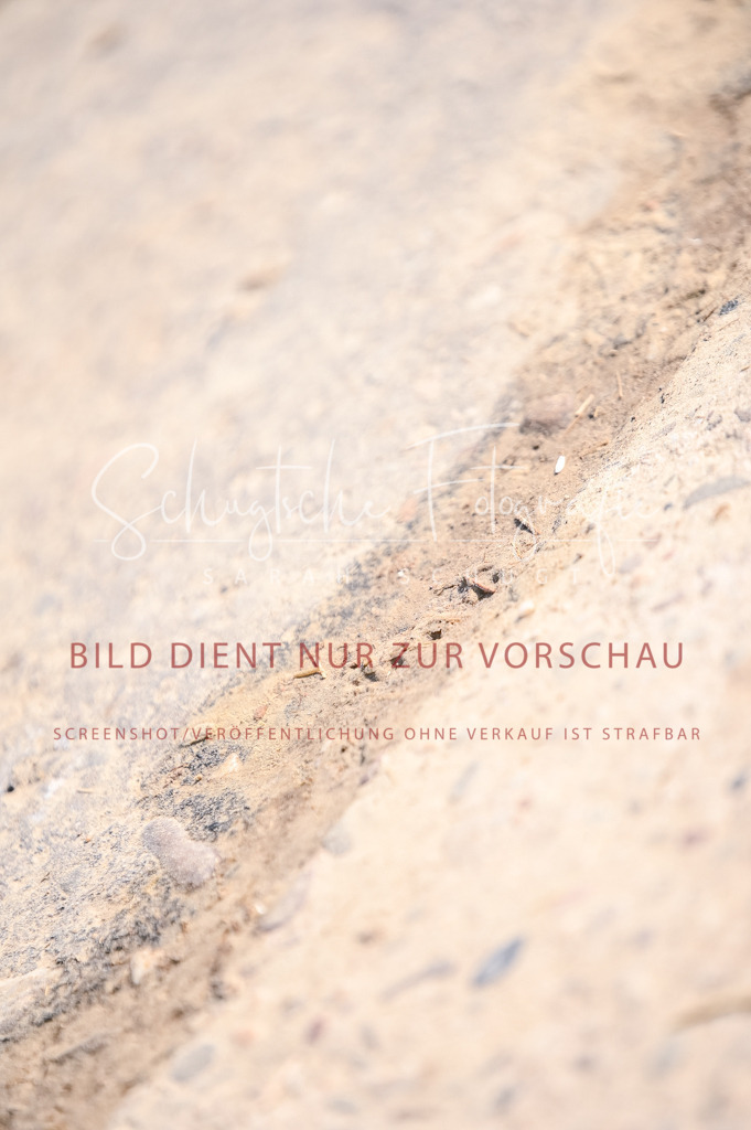 Schugtsche-Aluta25-52.Dressurprf.M2Kand-223 | Schugtsche Fotografie - Realisiert mit Pictrs.com