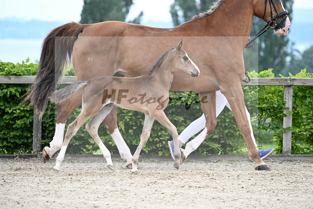Kat-Nr. 12 Taycan B x Couletto_HF_Zuhra_14250139 | hf-fotografie - Realisiert mit Pictrs.com