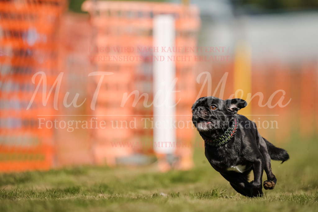20250928_Hunderennen-509 | MuT (Mensch und Tier) mit Mona - Fotografie und Tierkommunikation - Realisiert mit Pictrs.com