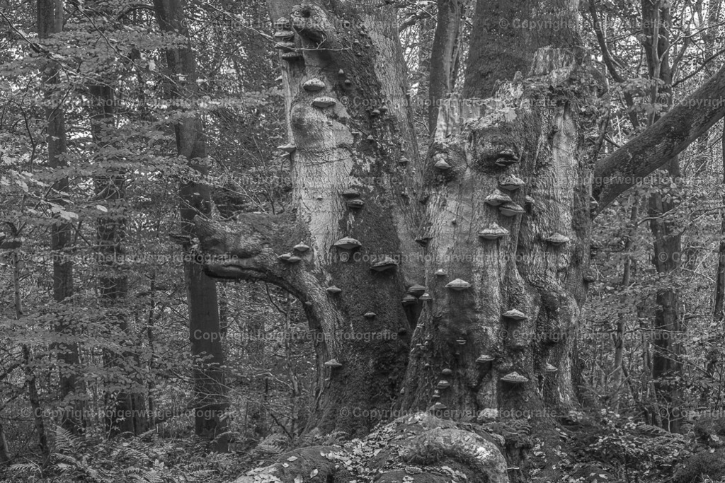 20241112131303D75_8051 | Kaufen sie online außergewöhnliche Fotografien auf Leinwand Acrylglas Fotoprint Aludibond von holgerweigeltfotografie - Realisiert mit Pictrs.com