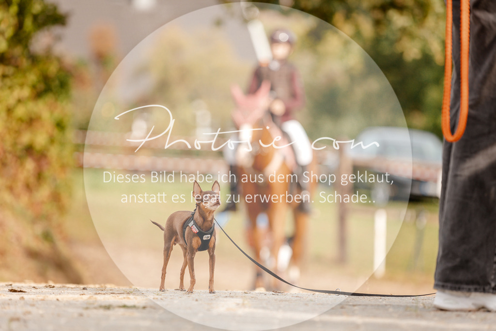 3I6A2781 | Stimmungsvolle Portraits und Reitsportfotografie im Ruhrgebiet und im Münsterland.

Pferdefotografie, Hundefotografie, Tierfotografie, Reportagen, Portraits von Tier und Mensch, Turnierfotografie in Bochum, Recklinghausen, Marl, Haltern am See, Dülmen.. - Realisiert mit Pictrs.com