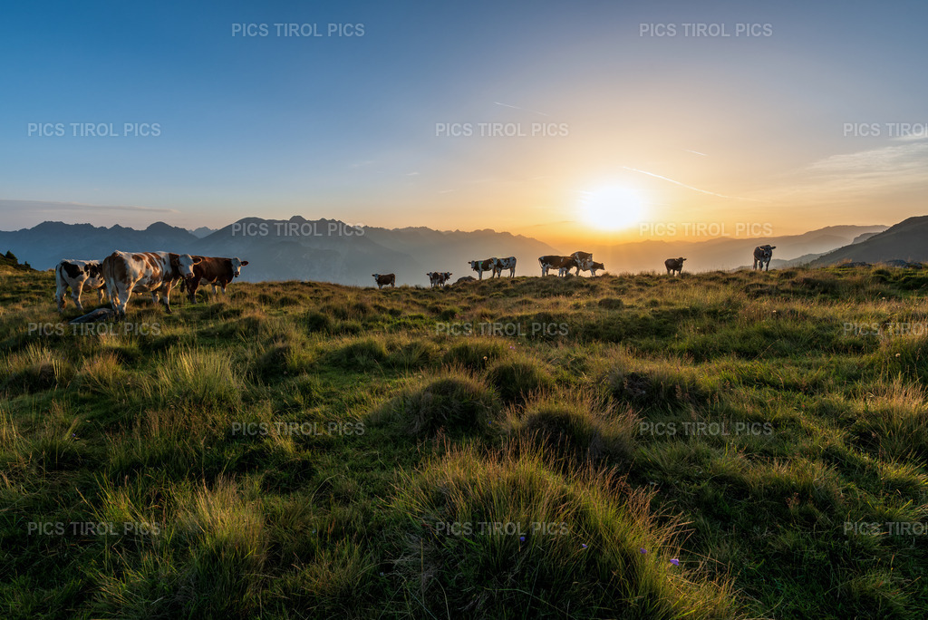 DSC_7345-Verbessert-RR-Bearbeitet | Tirolpics