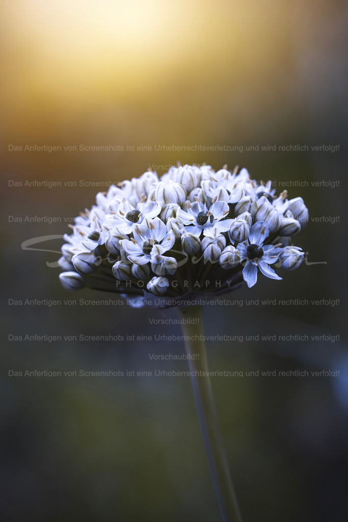 Allium (Zwiebel) Blüte | Exklusive Naturfotografie für stilvolle Wanddekoration ★ Premium Wandbilder Made in Germany ✔️ FineArt Drucke & Downloads ✔️ Brillante Farben, höchste Qualität & weltweiter Versand ✔️ - Realisiert mit Pictrs.com