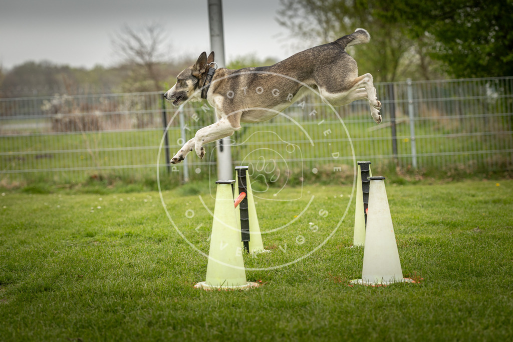 Pfotenfotografie_DV3A2867 | Hundefotografie, Tierfotograf, Pfotenfotografie, Fotoshooting Hund, Hunde Portrait, Hundesport, Hundeportraits, Heideshooting, Hunde, Sportfotograf, Hundefotograf, Turnierhundsport, THS,  - Realisiert mit Pictrs.com